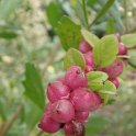 Symphoricarpos orbiculatus fruits
